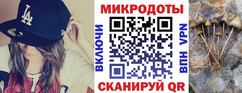 Псилоцибиновые грибы Psilocybe  где найти   Белая Холуница 